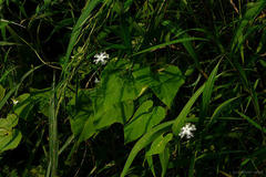 Trichosanthes cucumerina